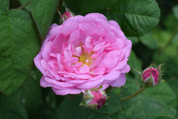 A deep pink rose in full bloom. Deep Pink Rose in Bloom