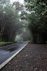 Obraz premium A mountain road in fog and rain in Anaga. Tenerife. Canary Islands