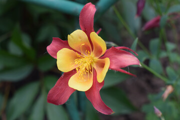 A close-up of a vibrant aquilegia skinneri flower with red outer petals and yellow inner petals....