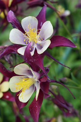 close-up of a columbine flower with deep maroon petals and pale inner petals. Contrasting Hues of Wild Bloom