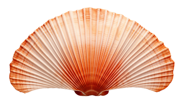 Fan-shaped seashell with gradient colors transitioning from reddish-brown to white, featuring textured ridges radiating from the base on transparent background png