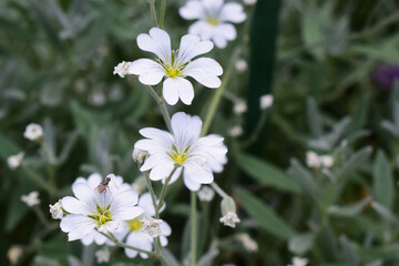 A cluster of small white flowers with five petals each, (cerastium biebersteinii).