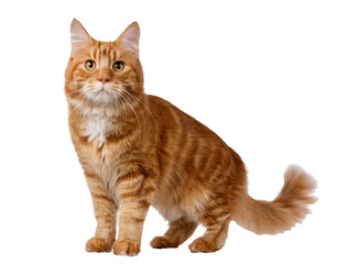 Obraz premium Curious ginger cat standing on transparent background