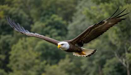 Obraz premium Bald Eagle in Flight with Forest Background.