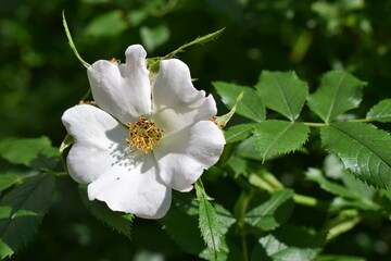 White rosehip flower with soft petals, surrounded by dark green leaves, in a natural setting.