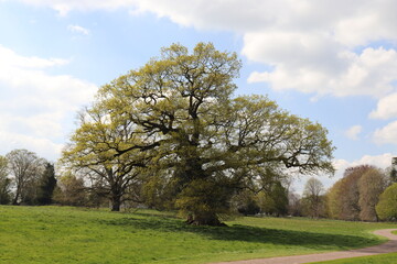 Old trees in the summertime field