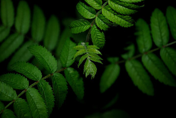 green leaves