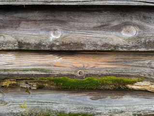 Powierzchnia ściany wykonanej ze starych desek zagruntowanych w przeszłości ciemnym podkładem. Część desek jest częściowo spruchniałych i pokrytych mchem. © boguslavus