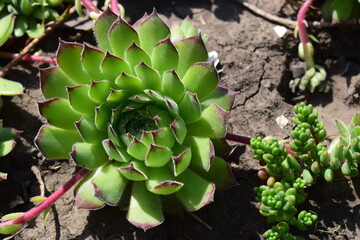 A close-up of a succulent plant with rosette-shaped leaves, displaying shades of green with red...