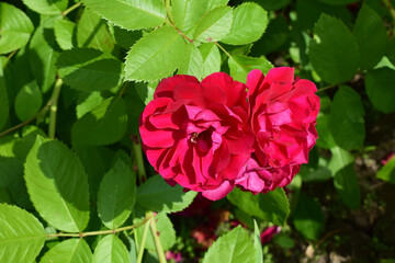 Vibrant red roses surrounded by lush green leaves, suggesting a healthy garden or natural setting....