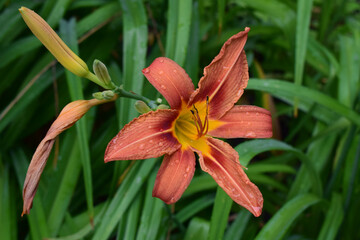 Close-Up of Vibrant Orange Daylily with Yellow Accents