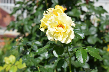 A yellow rose in full bloom, surrounded by green leaves. Sunlit Yellow Rose in Full Bloom