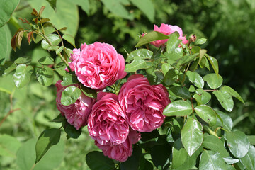 A bouquet of pink roses with voluminous and detailed petals, surrounded by bright green leaves. Blooming Bouquet of Pink Roses