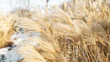 Fototapeta premium Field with dried tall long grass in the background on the nature in autumn. High quality photo
