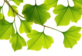 Obraz premium Vibrant green Ginkgo Biloba leaves, isolated on pure white , sharp, botanical