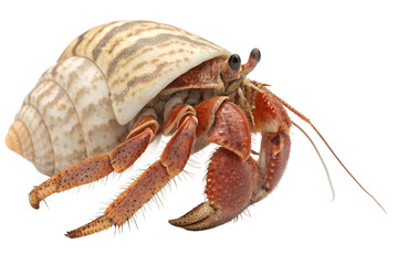 hermit crab isolated on transparent background
