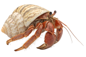 hermit crab isolated on transparent background