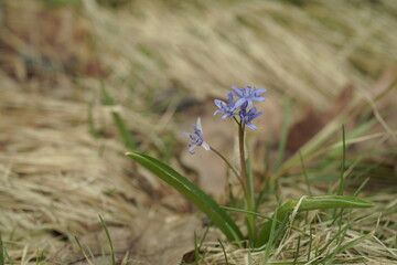 blue spring flowers