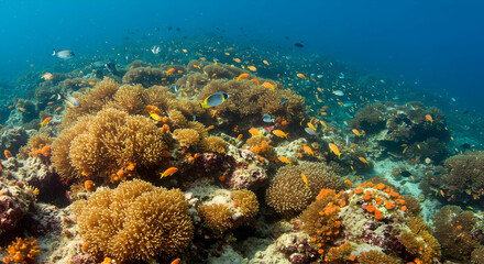 Naklejka premium Exploring Vibrant Coral Reef Ecosystem with Diverse Fish and Marine Life