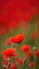 Fototapeta premium Single vibrant red poppy against a blurred red backdrop, simple, red