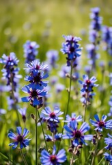 Obraz premium Vibrant blue wildflower blossoms in a sunlit meadow, purple, meadow, summer bloom