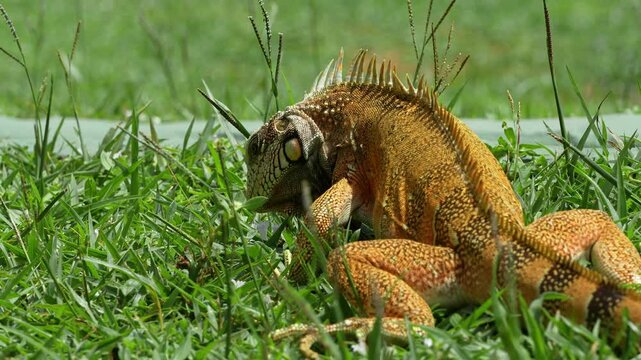 The Green Iguana, Iguana iguana, is a large species of lizard native to Central and South America. Despite the orange color of this large iguana, it is a Green Iguana. Seen in Jericoacoara, Brazil