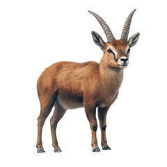 Fototapeta premium Gazelle standing on a transparent background in natural habitat