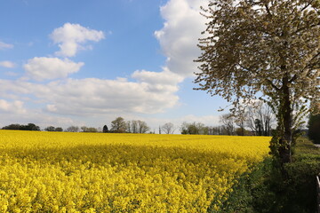 Obraz premium Yellow fields of summertime