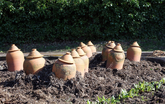 Group of terracotta Rhubarb forcers, Derbyshire England
