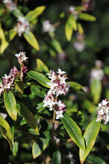 Macro image of Winter Daphne blooms, Derbyshire England
