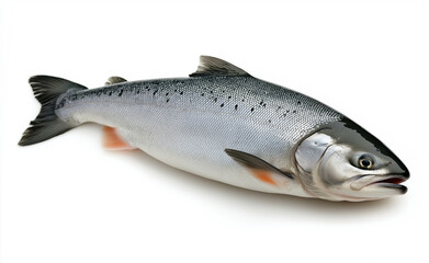 A fresh salmon fish displayed on a white background, showing its sleek silver body and orange fins.
