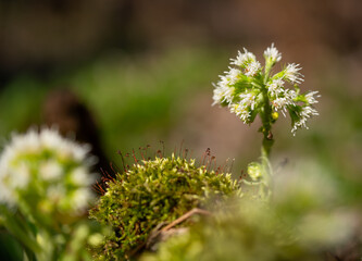Kwiaty lepiężnik biały, Petasites albus, w lesie na wiosną. © Elżbieta Kaps