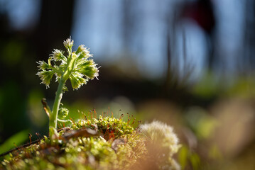 Kwiaty lepiężnik biały, Petasites albus, w lesie na wiosną. © Elżbieta Kaps