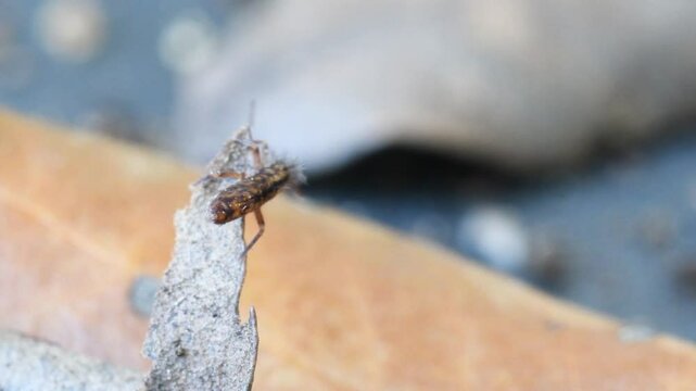 springtail in Elba island, Orchesella sp., collembola,   springtail, insect, small, on the ground, Elba Island, Livorno, Italy