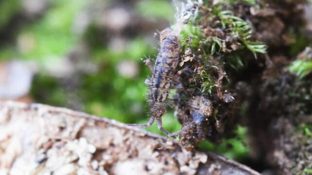 springtail in Elba island, Orchesella sp., collembola,   springtail, insect,  Elba Island, Livorno, Italy