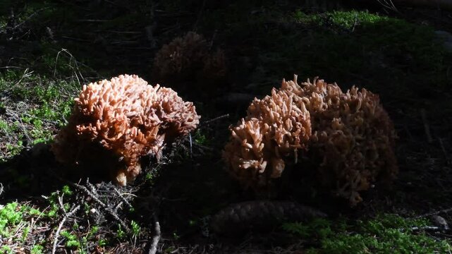 mushrooms, Sparassis crispa, Parasite of conifer trunks, mushroom, Sparassis crispa , edible mushroom with a curious cauliflower shape, rare species, Parasite of coniferous trunks, Cogne, Gran Paradis