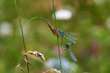 A pair of heart-shaped dragonflies enallagma cyathigerum on a grass stem in the mountains of the Southern Urals. Soft focus.
