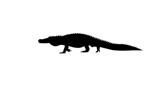 Animation with an alligator walking on the white background (seamless loop)