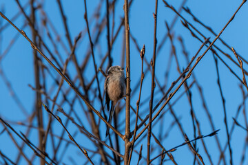 Long-tailed tit on a tree branch. Long-tailed tit close-up.