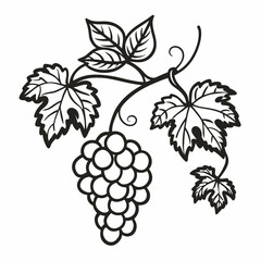 Grapevine Illustration Black and White  Art of Vine Leaves and Grapes