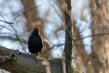 Blackbird on a tree branch. Blackbird among the trees.