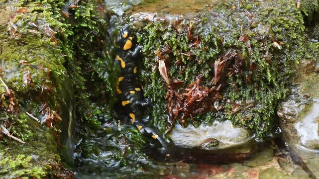 fire salamander on ground, salamander, Salamandra salamandra,  water, creek, torrent, acquatic, river, Albavilla, Como, Lombardia, Italy