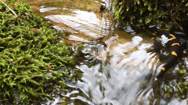 fire salamander on ground, salamander, Salamandra salamandra,  water, creek, torrent, acquatic, river, Albavilla, Como, Lombardia, Italy