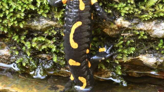 fire salamander on ground, salamander, Salamandra salamandra,  water, creek, torrent, acquatic, river, Albavilla, Como, Lombardia, Italy