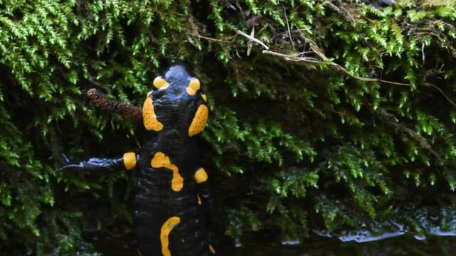 fire salamander on ground, salamander, Salamandra salamandra,  water, creek, torrent, acquatic, river, Albavilla, Como, Lombardia, Italy