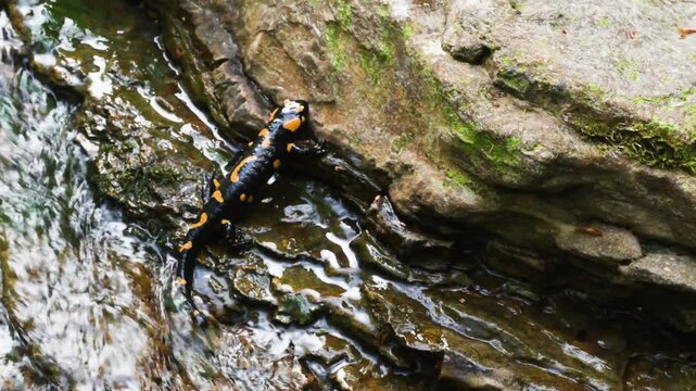 fire salamander on ground, salamander, Salamandra salamandra,  water, creek, torrent, acquatic, river, Albavilla, Como, Lombardia, Italy
