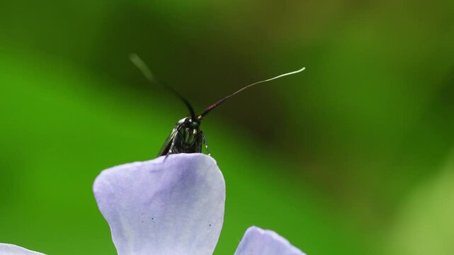 fire salamander on ground, salamander, Salamandra salamandra,  water, creek, torrent, acquatic, river, Albavilla, Como, Lombardia, Italy
