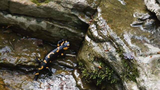 fire salamander on ground, salamander, Salamandra salamandra,  water, creek, torrent, acquatic, river, Albavilla, Como, Lombardia, Italy
