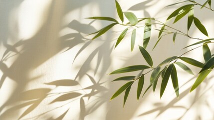 Fototapeta premium Green Bamboo Leaves Casting Shadows on a Light Colored Wall