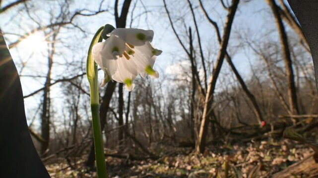 spring snowflake, flower, flowering plant, family Amaryllidaceae, Leucojum vernum, close-up, spring, Ticino River Regional Park, Magenta, Italy